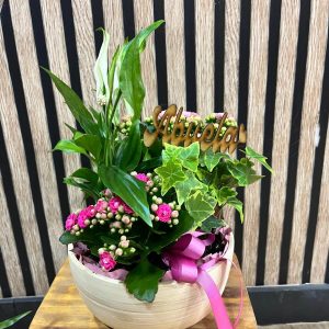 Cuenco de bambú con plantas