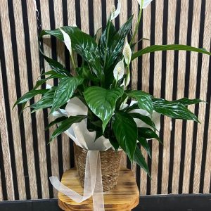 Spathiphyllum o lírio de la paz